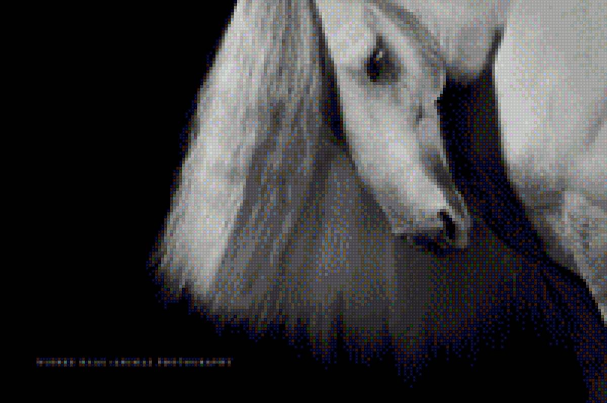 Наклон головы лошади - фото, лошадь, глоова, наклон, животное, взгляд, глаз - предпросмотр