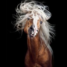 Схема вышивки «Конь»