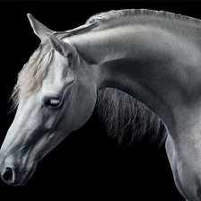 Схема вышивки «Конская шея»