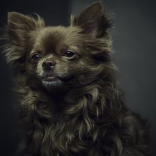 Схема вышивки «Чихуа-хуа»