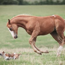 Схема вышивки «Жеребенок и собака»