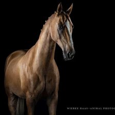 Схема вышивки «Конь»