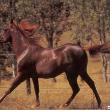 Схема вышивки «Конь»