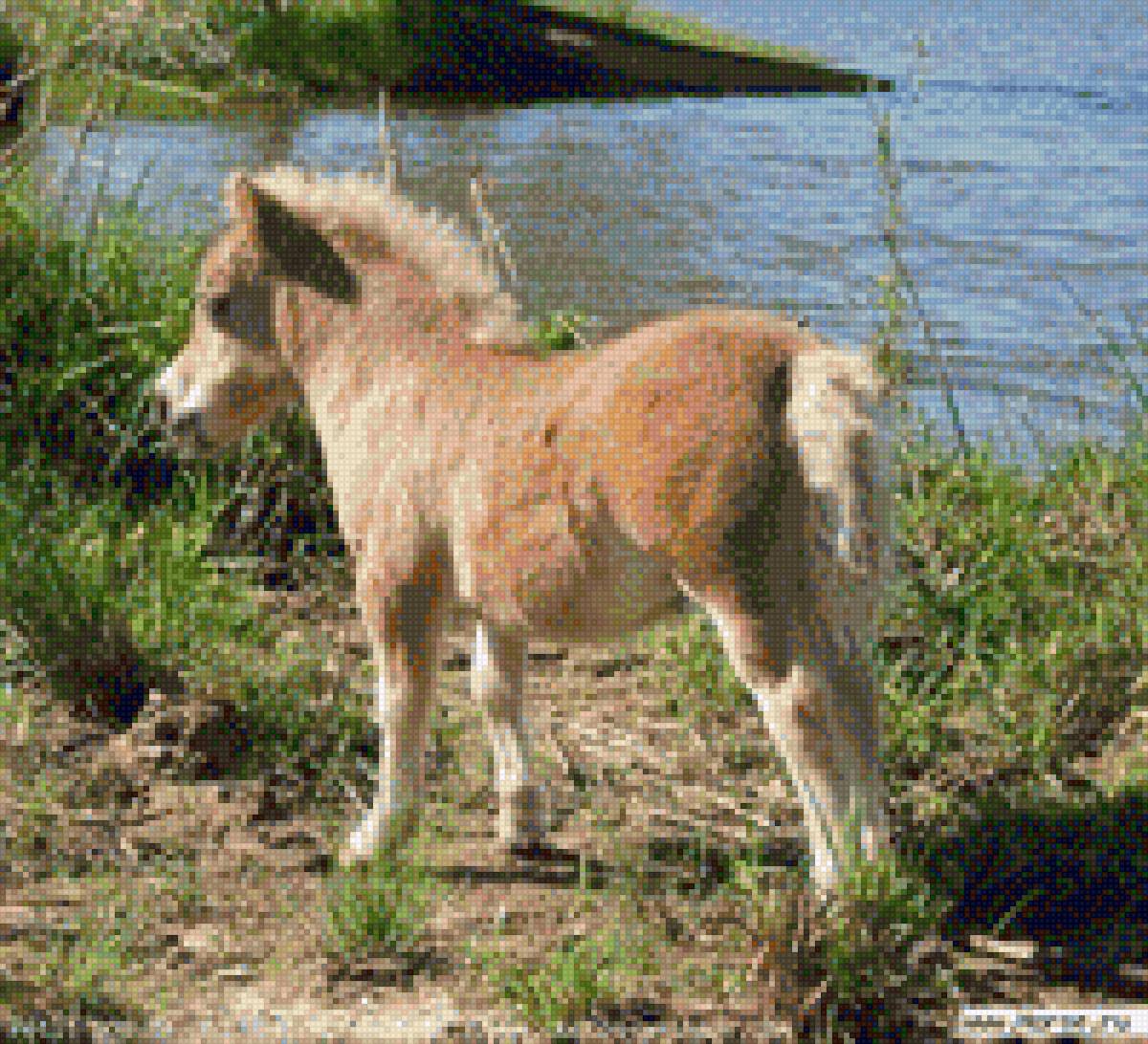 Жеребенок - конь, река, жеребенок, лошадь, фото, животное - предпросмотр