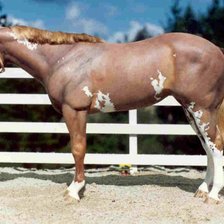 Схема вышивки «Конь»