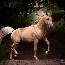 Схема вышивки «Конь»