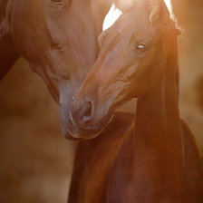 Схема вышивки «Лошадь и жеребенок»