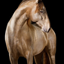 Схема вышивки «Конь»