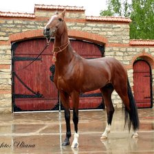 Конь у ворот