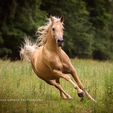 Схема вышивки «На лугу»