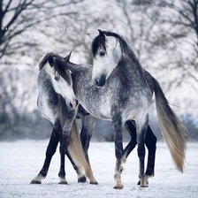 Схема вышивки «Пара рысаков зимой»