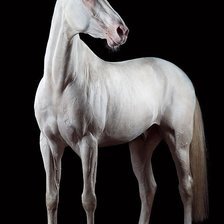 Схема вышивки «Альбинос»