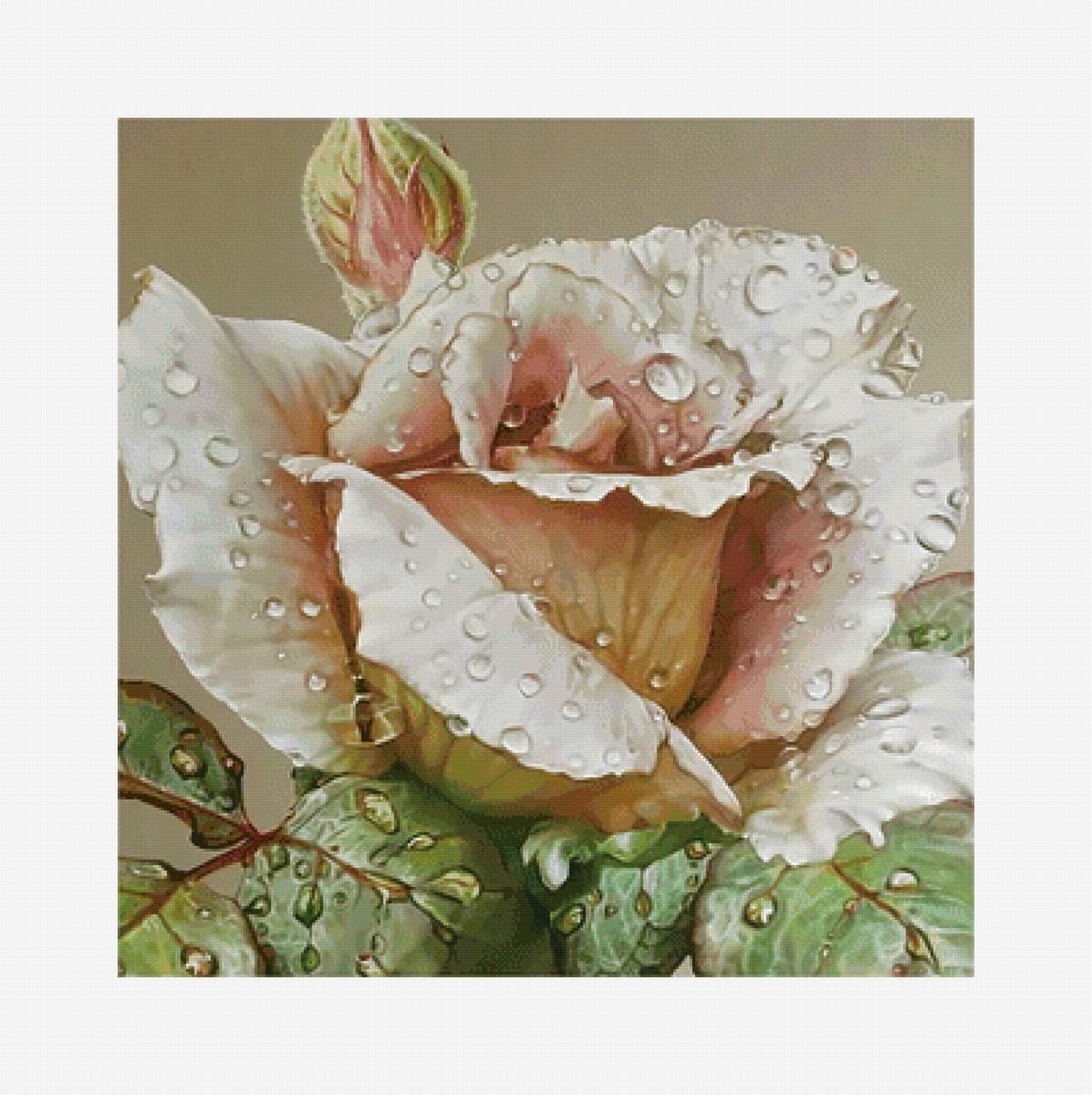 Роса на розе. - роса, капли, роза, цветок, бутон - предпросмотр