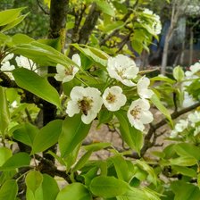 Схема вышивки «весна»