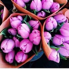 Схема вышивки «тюльпаны»