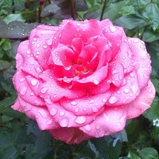 Схема вышивки «Роза»