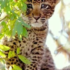 Схема вышивки «Jaguar»