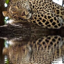 Схема вышивки «Jaguar»