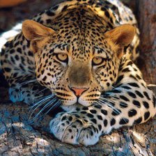 Схема вышивки «Jaguar»