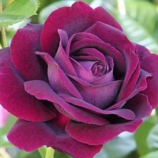 Схема вышивки «цветы»