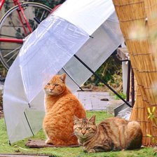 Схема вышивки «кошки»