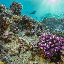 Схема вышивки «Риф»