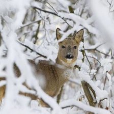 Схема вышивки «В зимнем лесу»