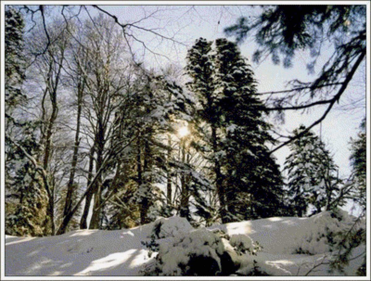 Зимний лес - снег, деревья, лес, зима, природа - предпросмотр