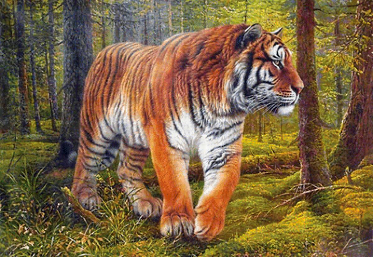 Хозяин тайги - хищники, тигр, лес, амурский тигр, амба, тайга - предпросмотр