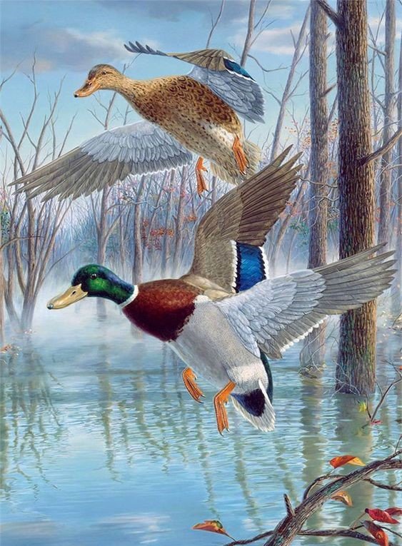 птицы - оригинал