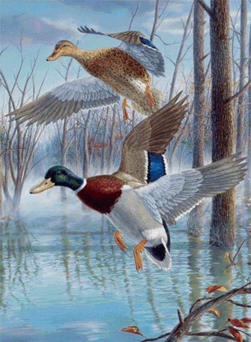 птицы - предпросмотр