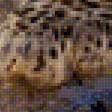 Предпросмотр схемы вышивки «Jaguar» (№2046447)