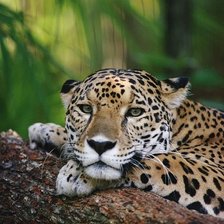Jaguar
