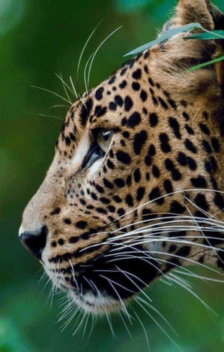 Jaguar - jaguar, дикие животные - предпросмотр