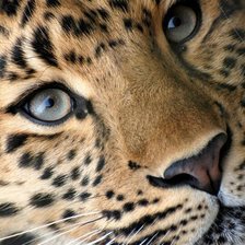 Схема вышивки «Jaguar»