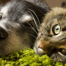 Схема вышивки «Друзья»