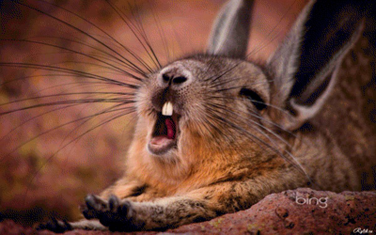 Потягушки - кролик, животные - предпросмотр