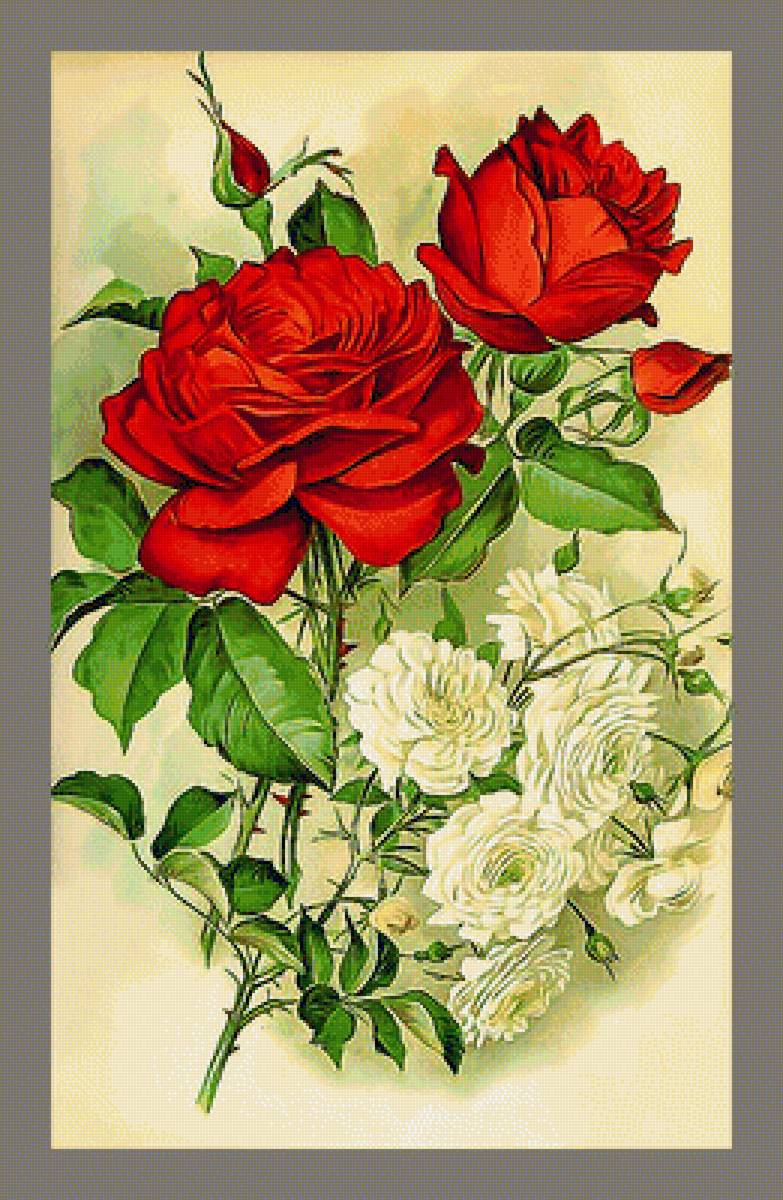 Серия "Розы". - розы, цветы, флора - предпросмотр