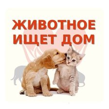 Схема вышивки «Животное ищет дом»