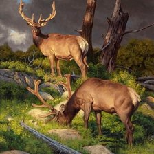 Схема вышивки «дикие»