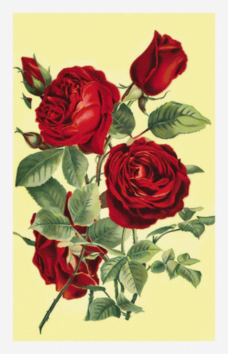 Розы. - цветы, винтаж, розы, живопись - предпросмотр