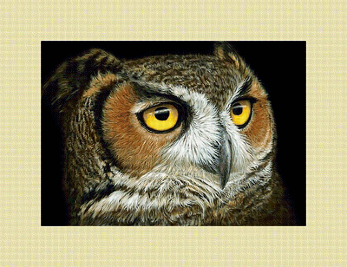 Сова. - птицы, сова, взгляд, хищник - предпросмотр