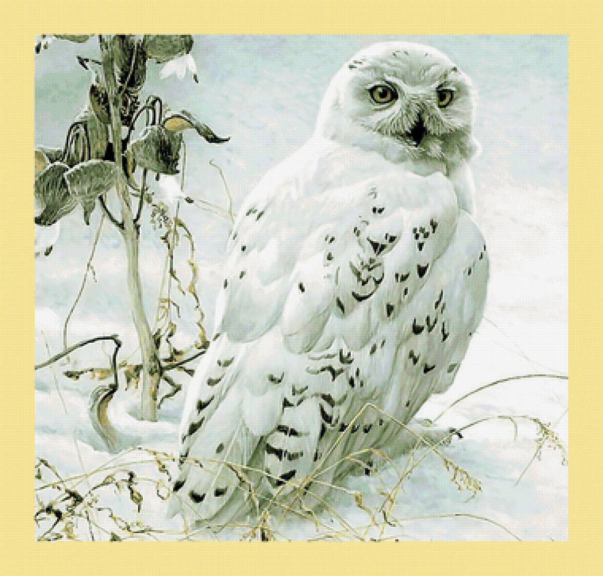 Серия "Птицы". Сова - фауна, птицы, сова - предпросмотр