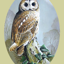Схема вышивки «Серия "Птицы". Сова»