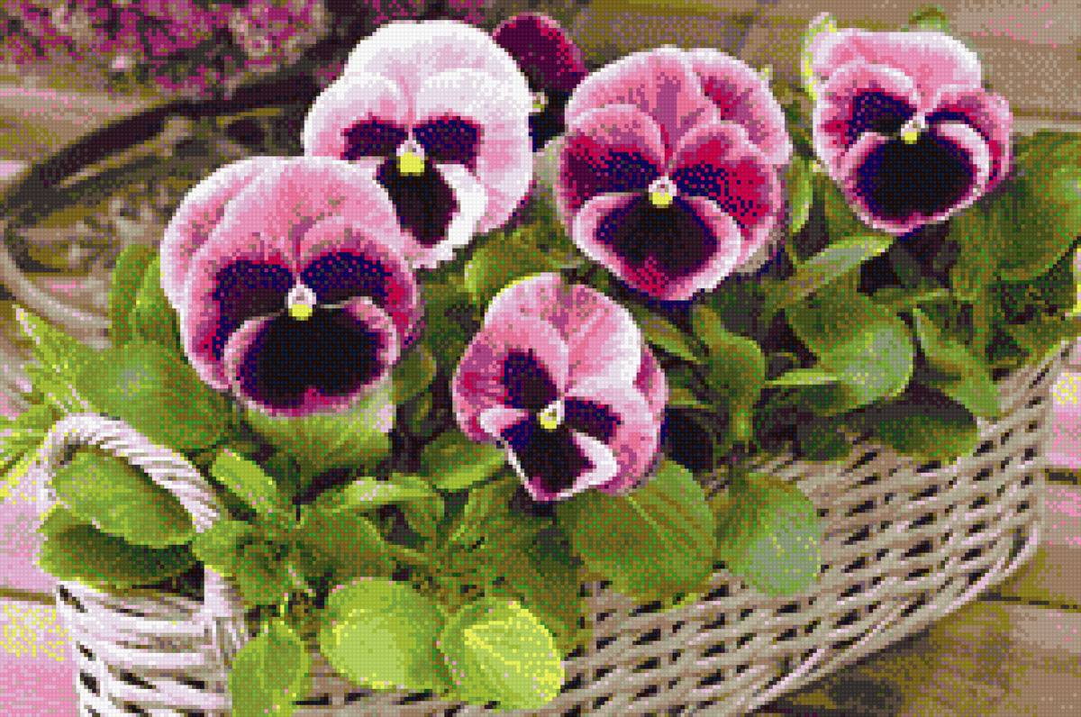 Корзина с виолами - фото, цветы, виолы, корзина - предпросмотр