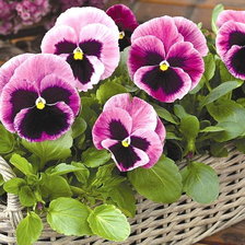 Схема вышивки «Корзина с виолами»