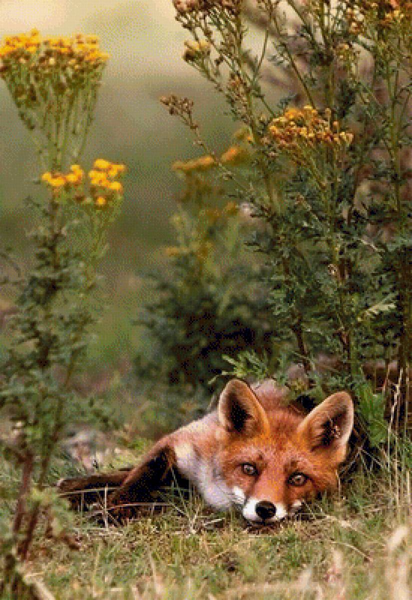 Лисичка - животные, лиса - предпросмотр