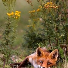 Схема вышивки «Лисичка»