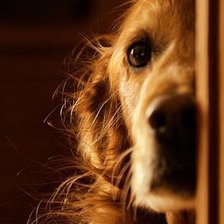 Схема вышивки «пес»