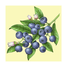 Схема вышивки «Черника.»